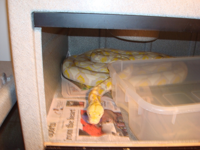 albino-female-1