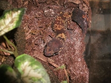 male barking gecko