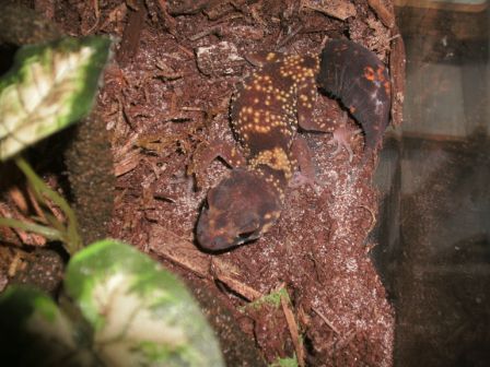 male barking gecko