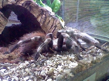 fiesty spider