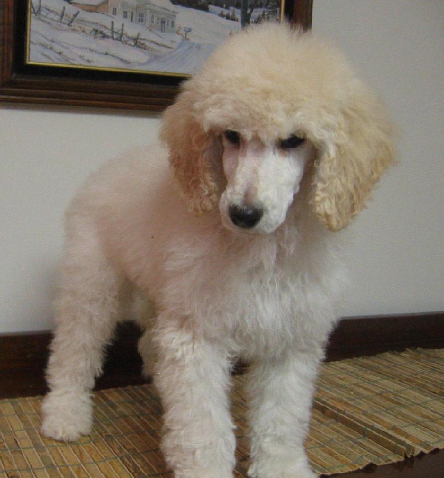 New Pup...