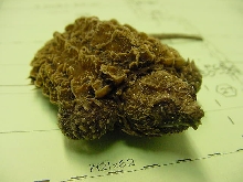 Alligator snapper