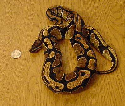 cb ball python coiled