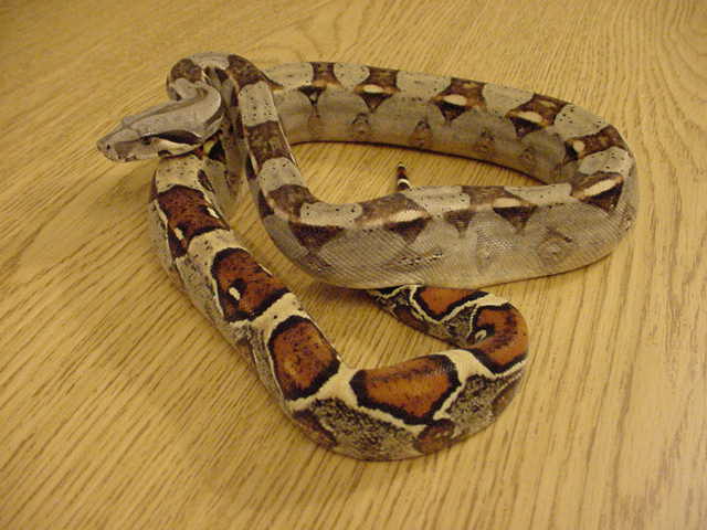 col boa coiled female1