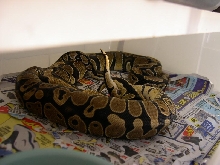 1.0 100% Het Albino breeding 0.1 Normal