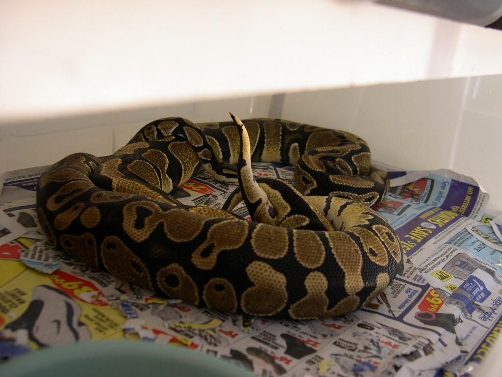 1.0 100% Het Albino breeding 0.1 Normal