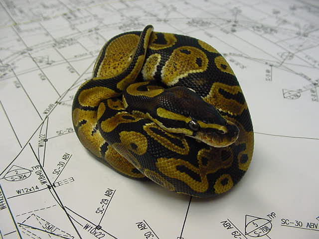 Male Het for Albino Ball Python