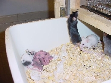 Mice in tub