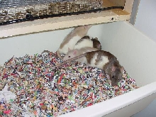 Rats in tub.