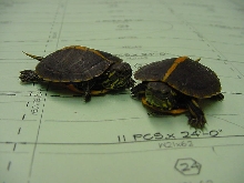 Southern painted turtles