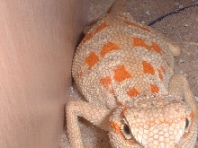 female