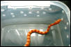 amel corn