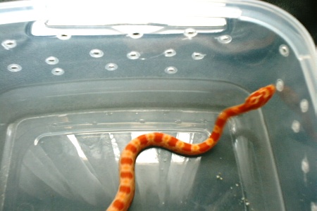 amel corn