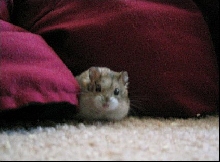 Behind the Curtains