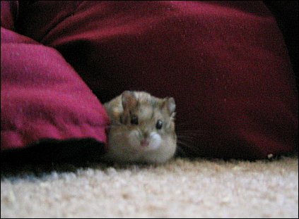 Behind the Curtains