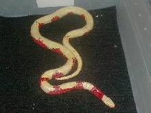 crazy albino nelsons milk