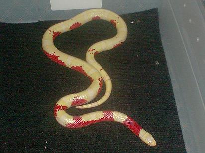 crazy albino nelsons milk