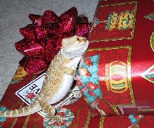 Merry Christmas from Oscar