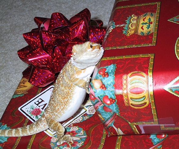Merry Christmas from Oscar