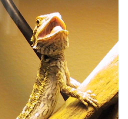 Oscar Roaring