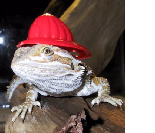 Happy Halloween from Oscar!