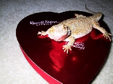 Valentine's Day