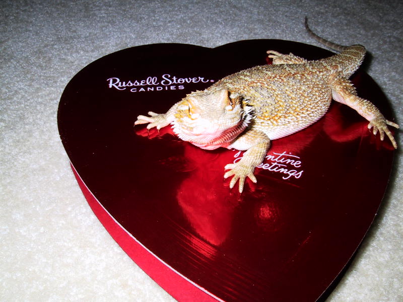 Valentine's Day