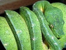 my chondro
