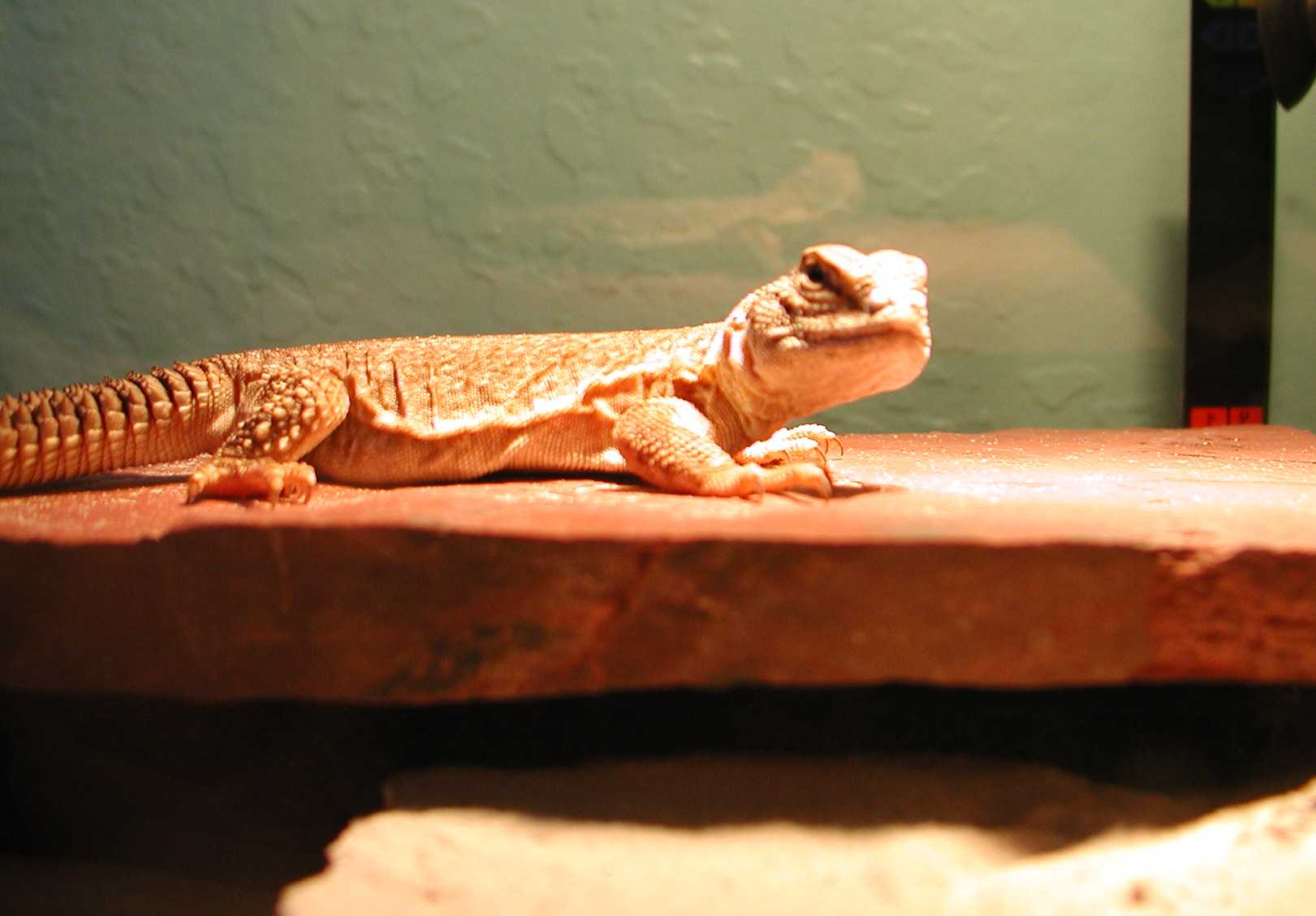 odin