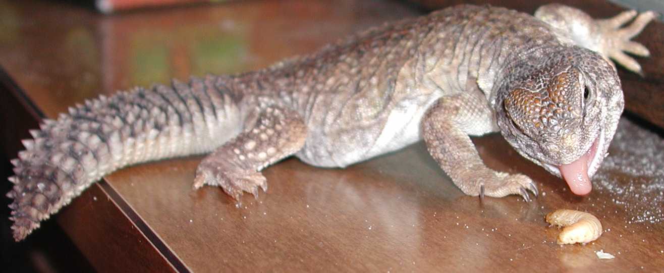 odin eatin wax worm