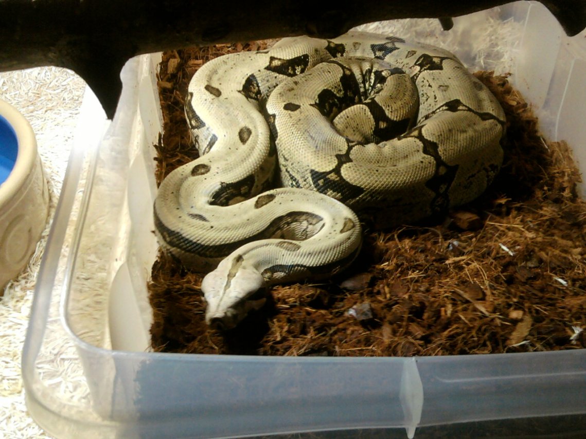 bolivian amarali