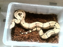 Boivian Boa