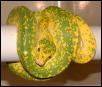 Adult Male Lemon Tree Chondro
