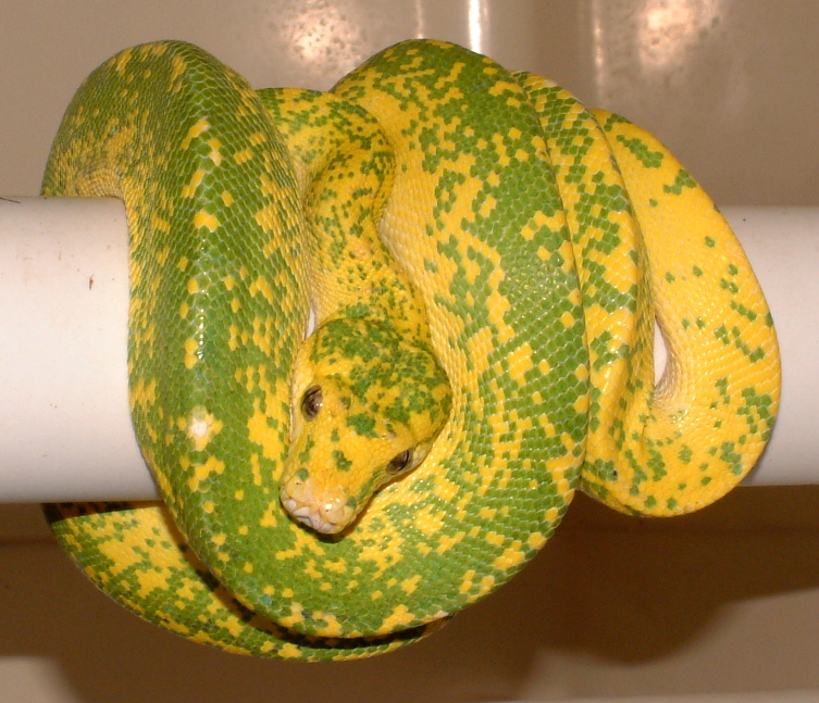 Adult Male Lemon Tree Chondro