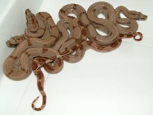 Captice Born Boa Constrictor Sabogae Babies
