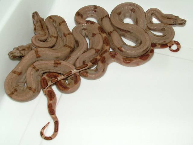 Captice Born Boa Constrictor Sabogae Babies