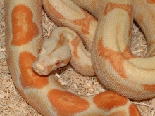 2003 Male Sunglow