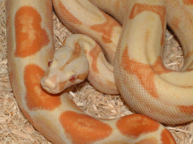 2003 Male Sunglow