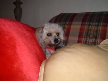 Jasmine 2008