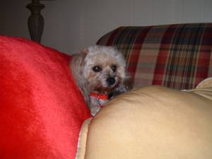 Jasmine 2008