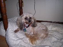 Jasmine 06/09