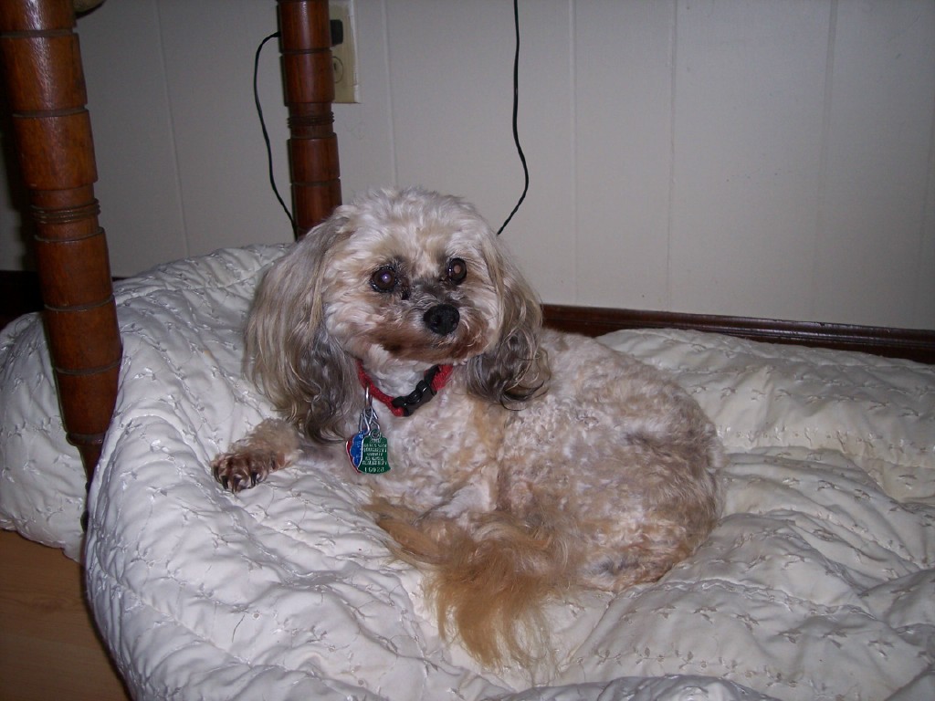Jasmine 06/09