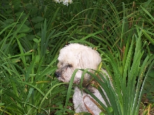 Jasmine 09/03/09