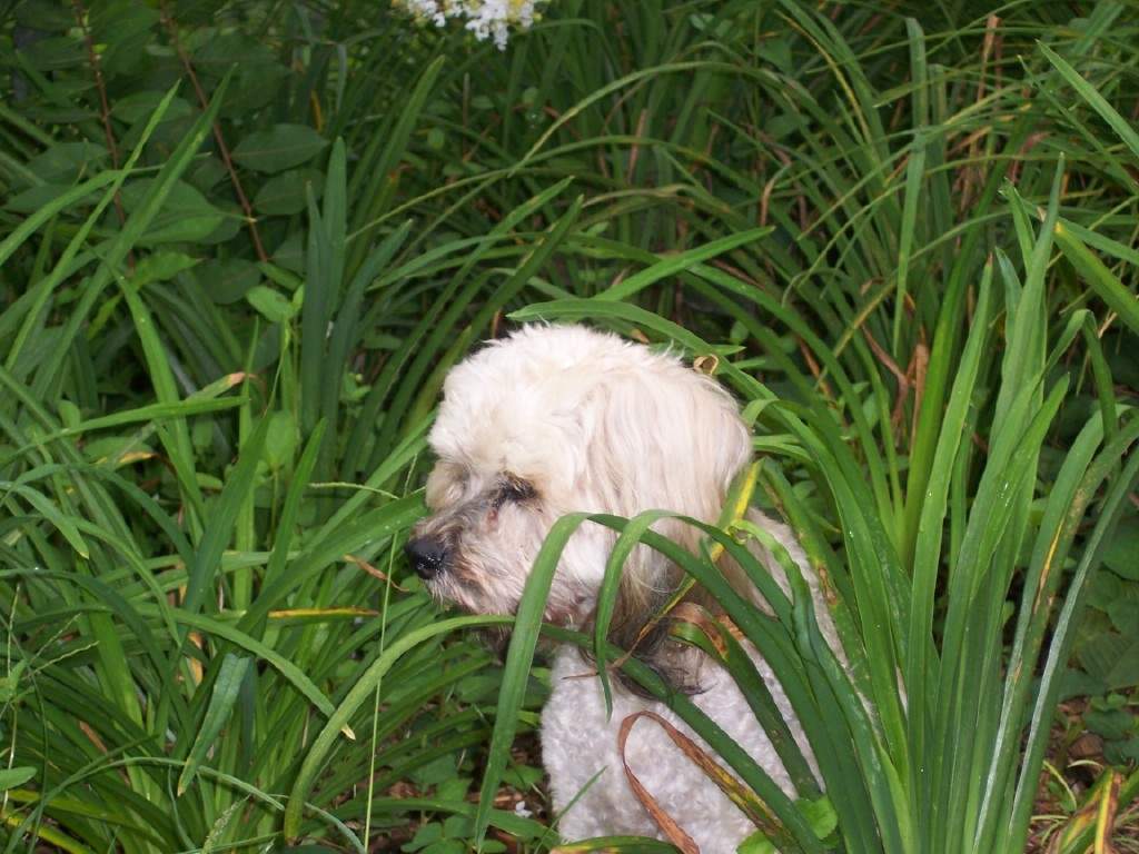 Jasmine 09/03/09