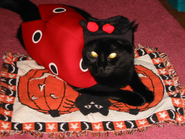 Jinxy Bug