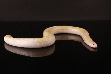Snow Kenyan Sand Boa Female