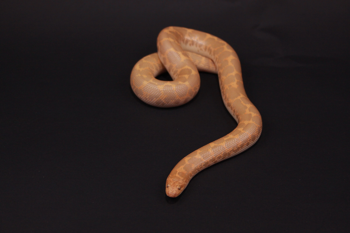 Albino Female 07