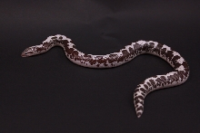Anery Female 07