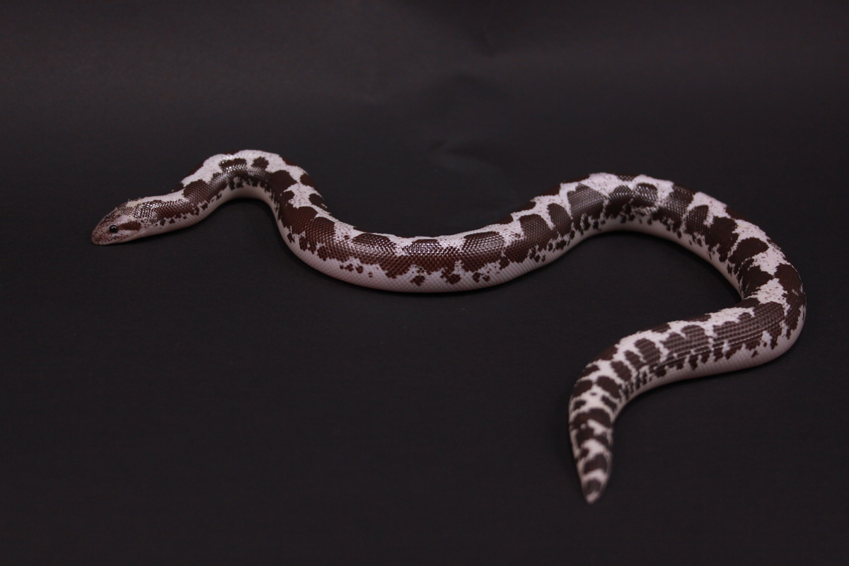 Anery Female 07
