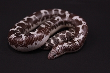Anery Male 08
